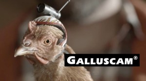 galluscam