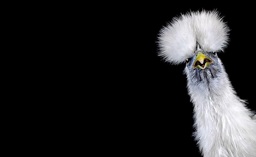 Concours de beauté des Poulets