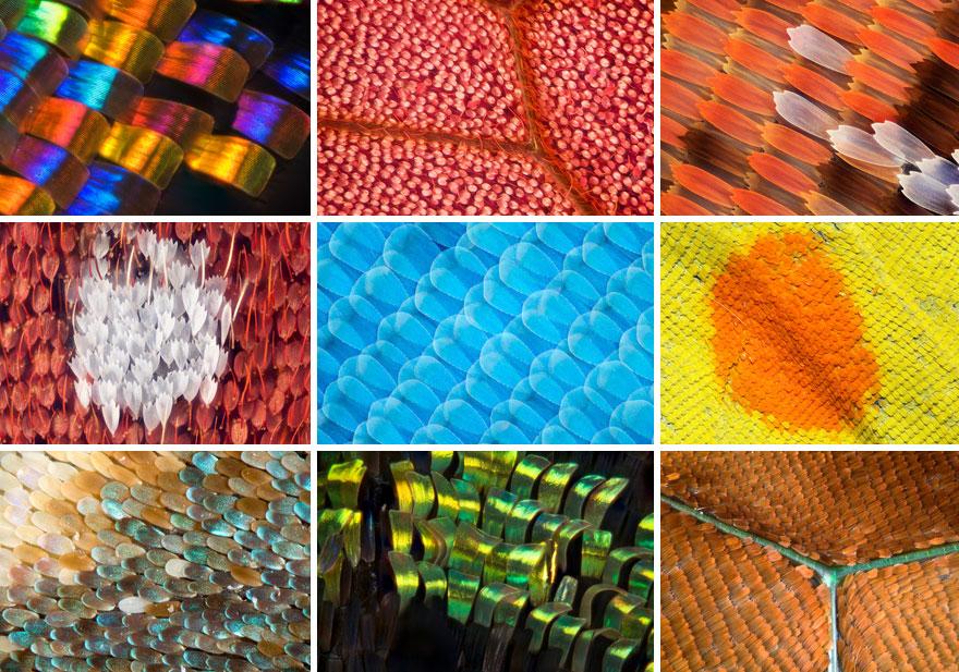Illustration : Les Ailes de Papillon vues sous Microscope