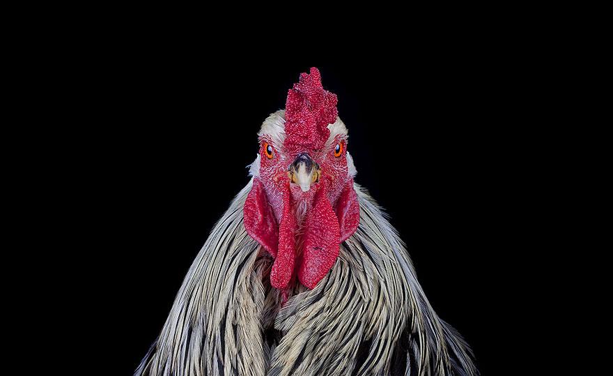 Concours de beauté des Poulets
