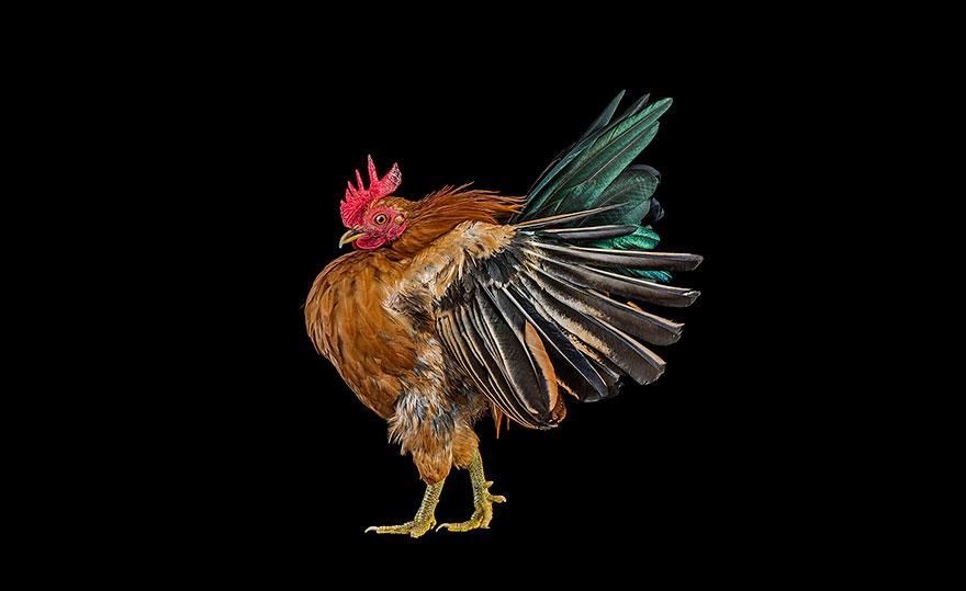 Concours de beauté des Poulets