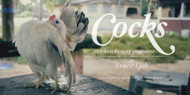 Illustration : Concours de beauté des Poulets