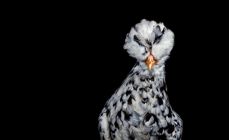 Concours de beauté des Poulets