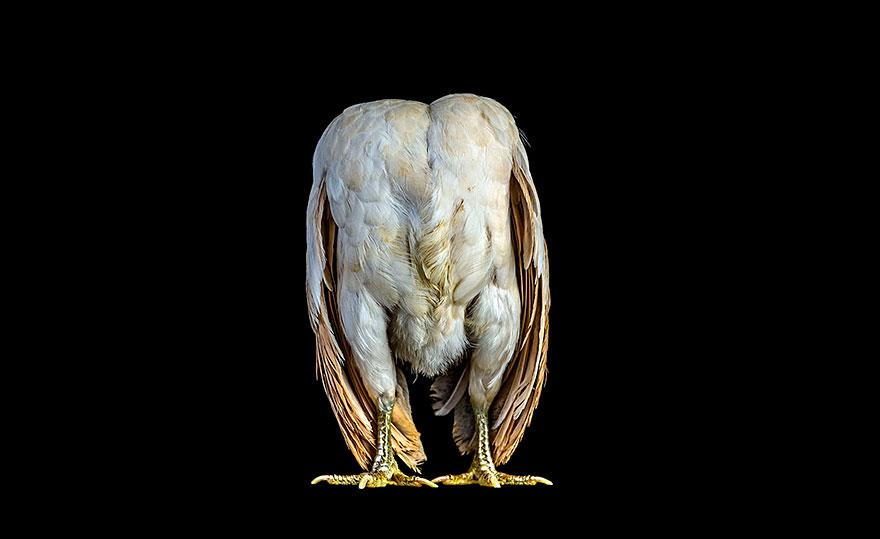 Concours de beauté des Poulets