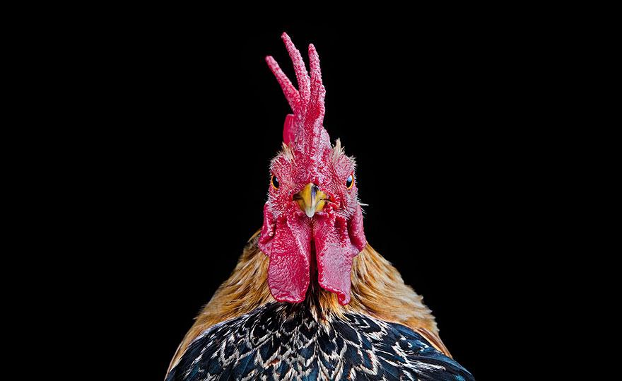 Concours de beauté des Poulets