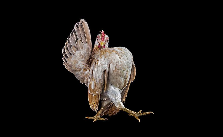 Concours de beauté des Poulets
