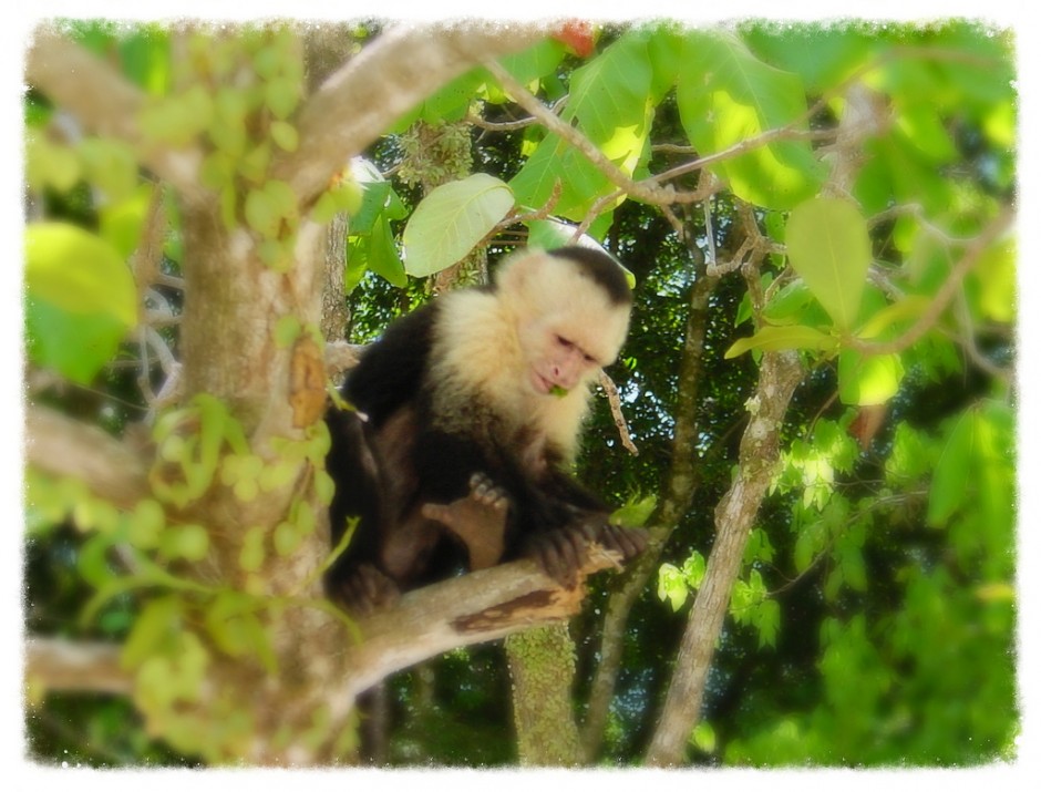 costa-rica-matador-seo20-940x715
