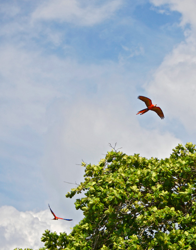 costa-rica-matador-seo30