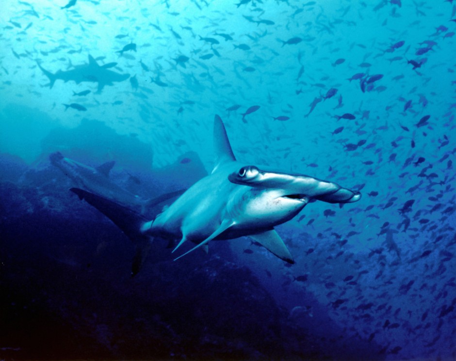 costa-rica-matador-seo6-940x745