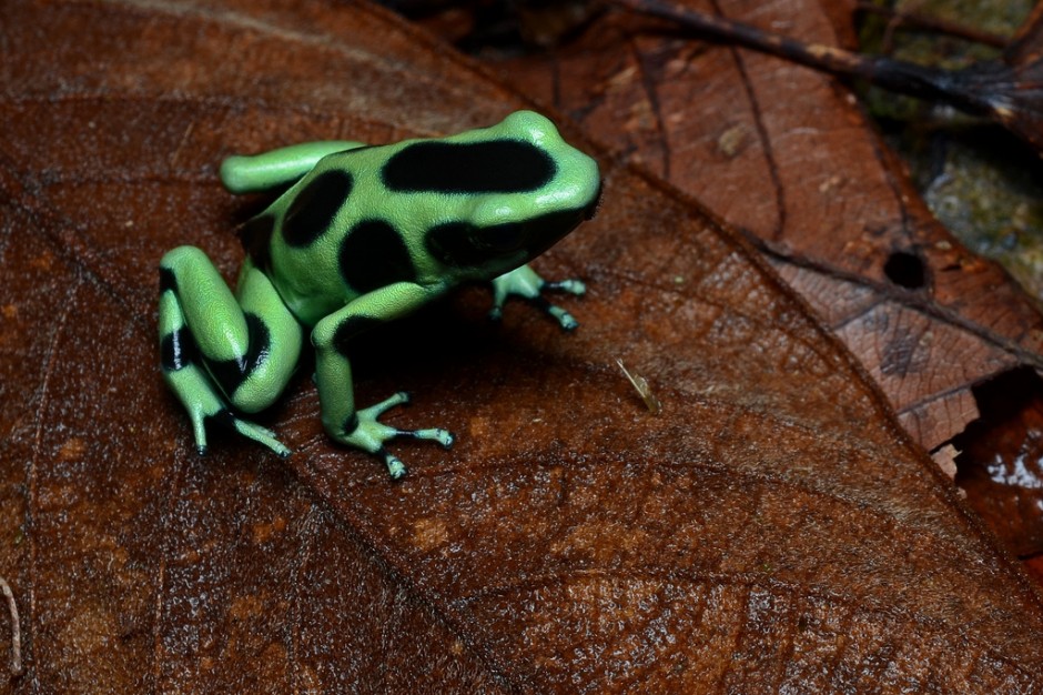 costa-rica-matador-seo8-940x626