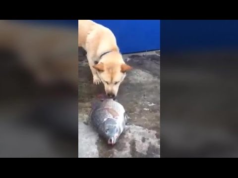 Illustration : Un Chien Tente de Sauver les Poissons