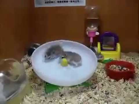 Illustration : Deux Hamsters une Roue