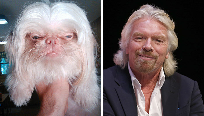 Illustration : Chiens Ressemblant à des Autres Choses