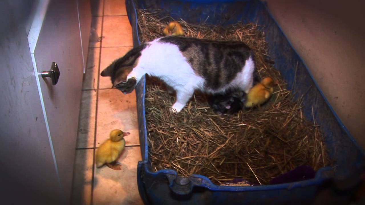 Illustration : Un Chat a Adopté trois Poulets de Canard