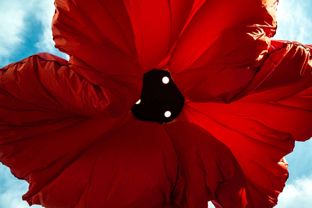 Illustration : Les lanternes qui fleurissent