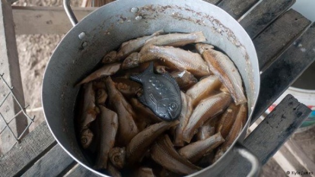 le poisson de fer