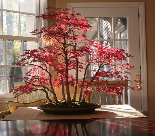 Arbres Bonsai