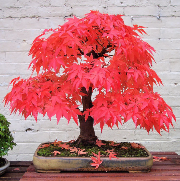 Illustration : Les 15 plus beaux arbres Bonsai