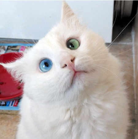 le chat blanc