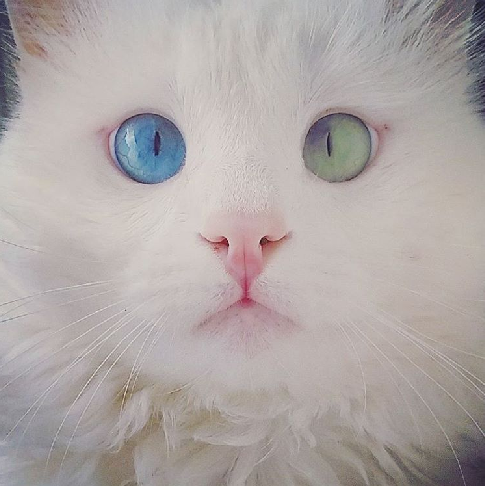 le chat blanc