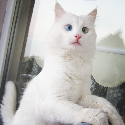 le chat blanc