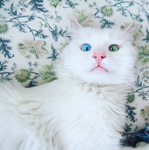 Illustration : Un chat blanc avec les yeux différentes qui hypnotisent