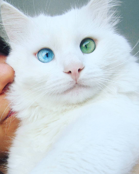 le chat blanc