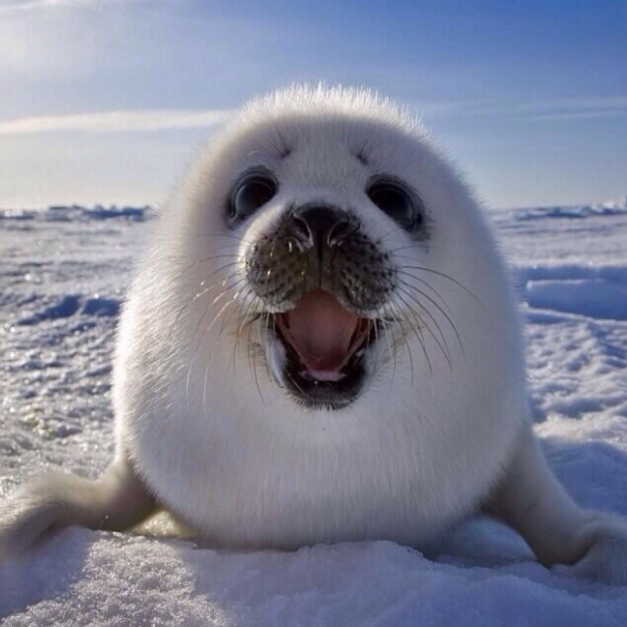 ces animaux