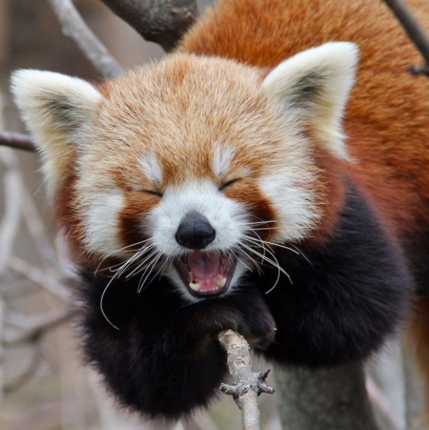 ces animaux