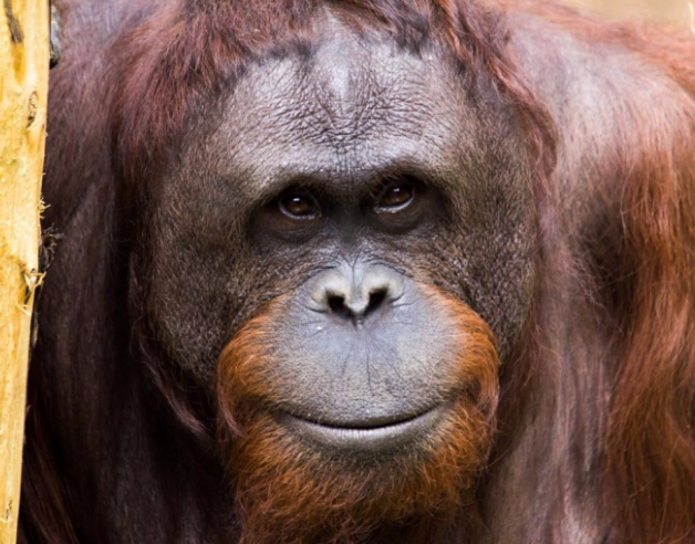 ces animaux