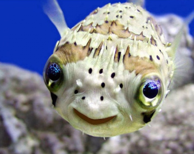 ces animaux