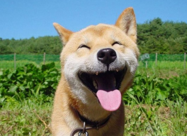 ces animaux