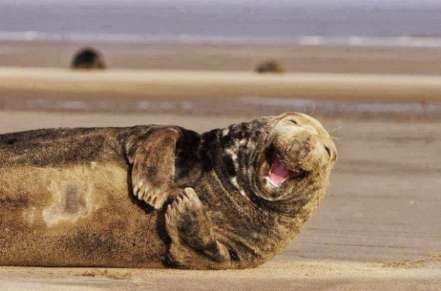 ces animaux