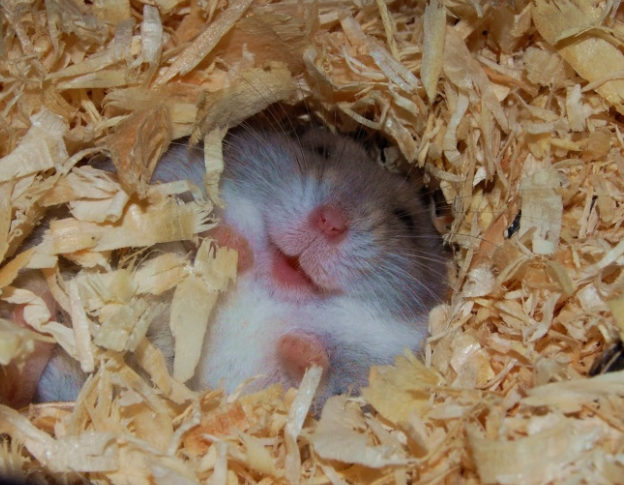 ces animaux