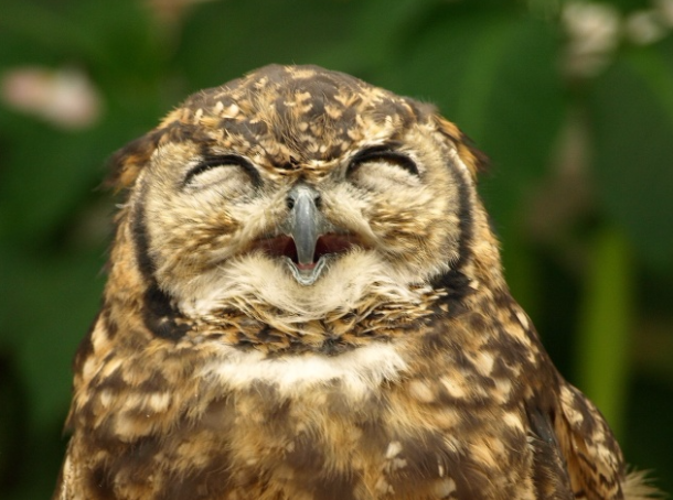 ces animaux
