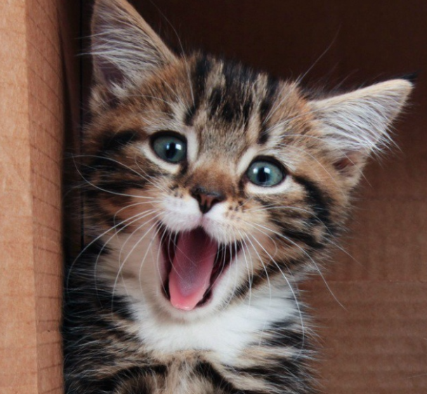 ces animaux