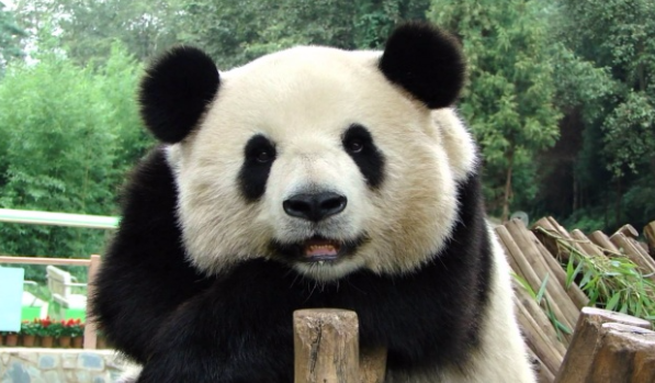 ces animaux