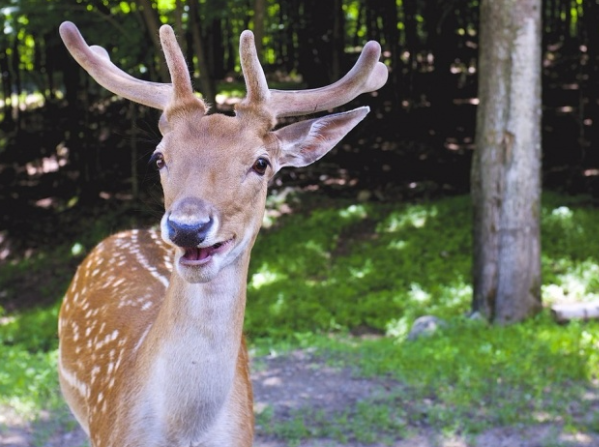 ces animaux