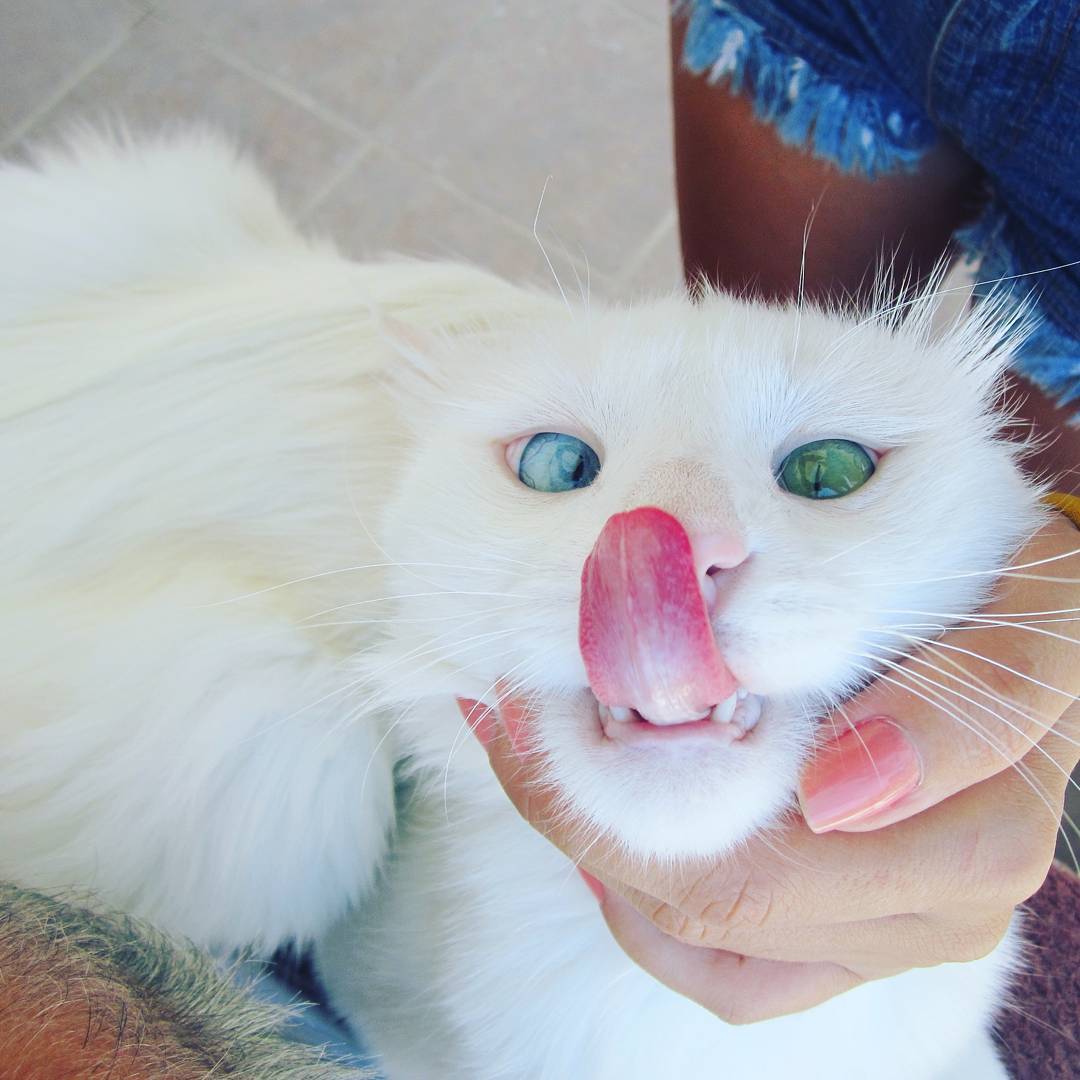 heterochromia-cat-cross-eyed-alos le chat blanc