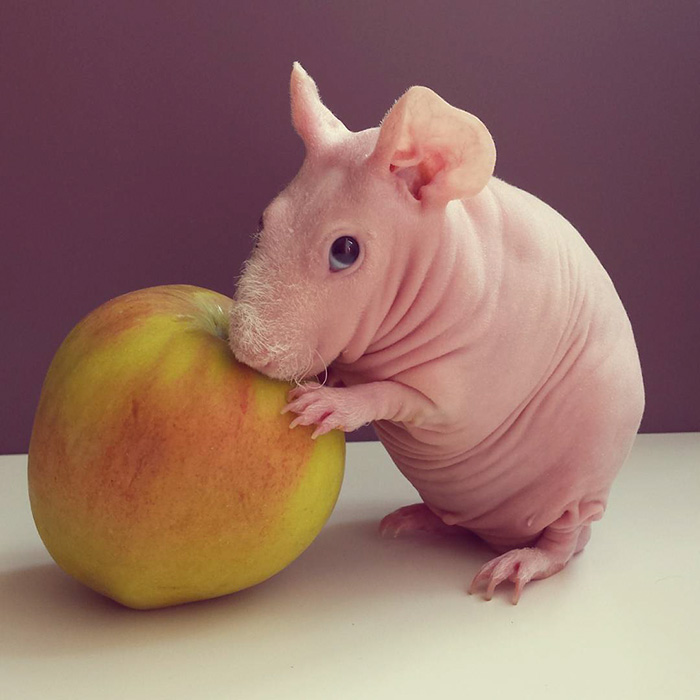 naked-guinea-pig-food-photoshoot-ludwik-pose nu