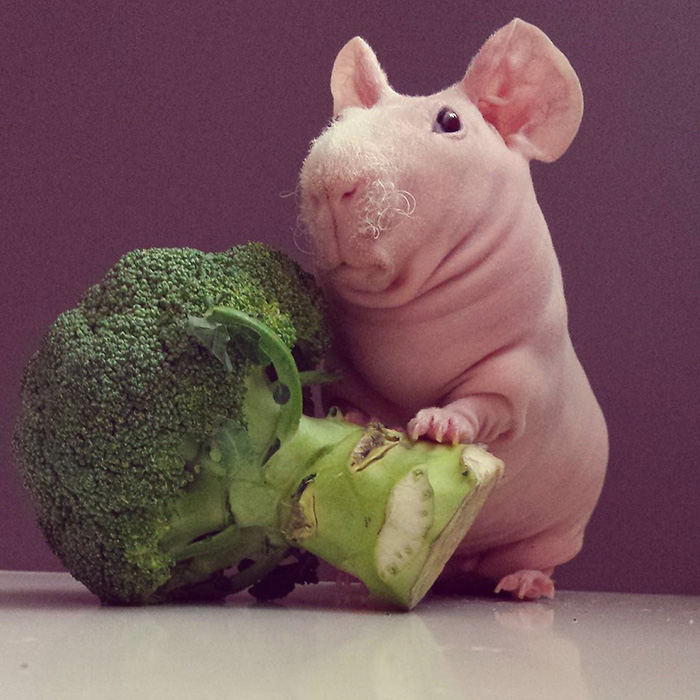 Le cochon de Guinée pose nu 