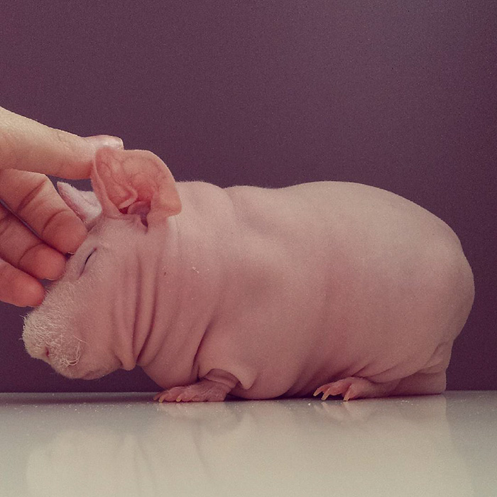 Le cochon de Guinée pose nu 
