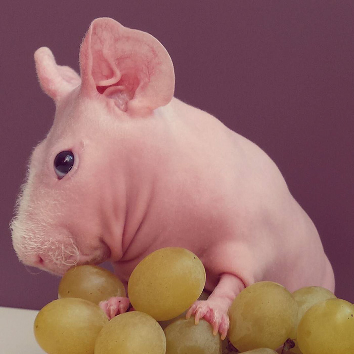 Le cochon de Guinée pose nu 