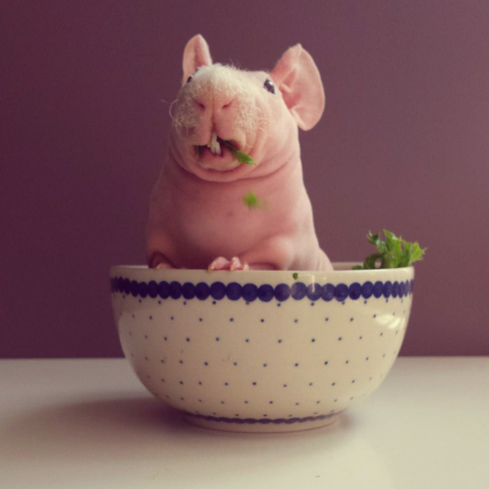 Le cochon de Guinée pose nu 