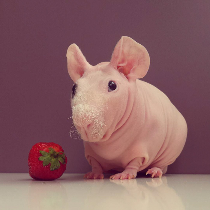 naked-guinea-pig-food-photoshoot-ludwik- pose nu
