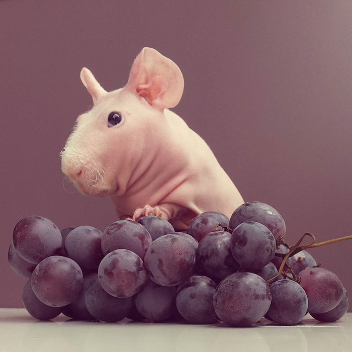 naked-guinea-pig-food-photoshoot-ludwik-pose nu