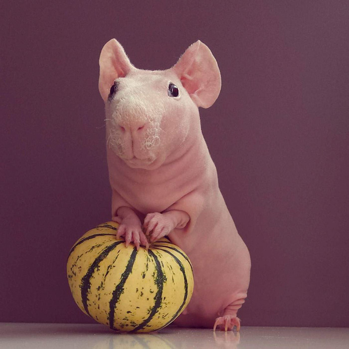 Illustration : Le cochon de Guinée pose nu