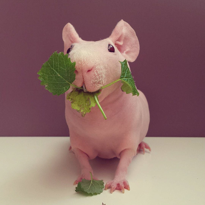 naked-guinea-pig-food-photoshoot-ludwik-pose nu