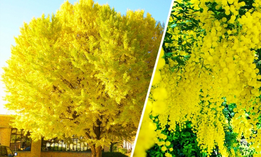 arbres
