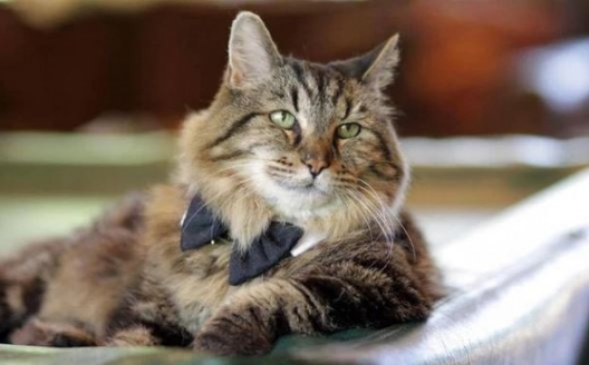 Illustration : Le plus vieux chat du monde